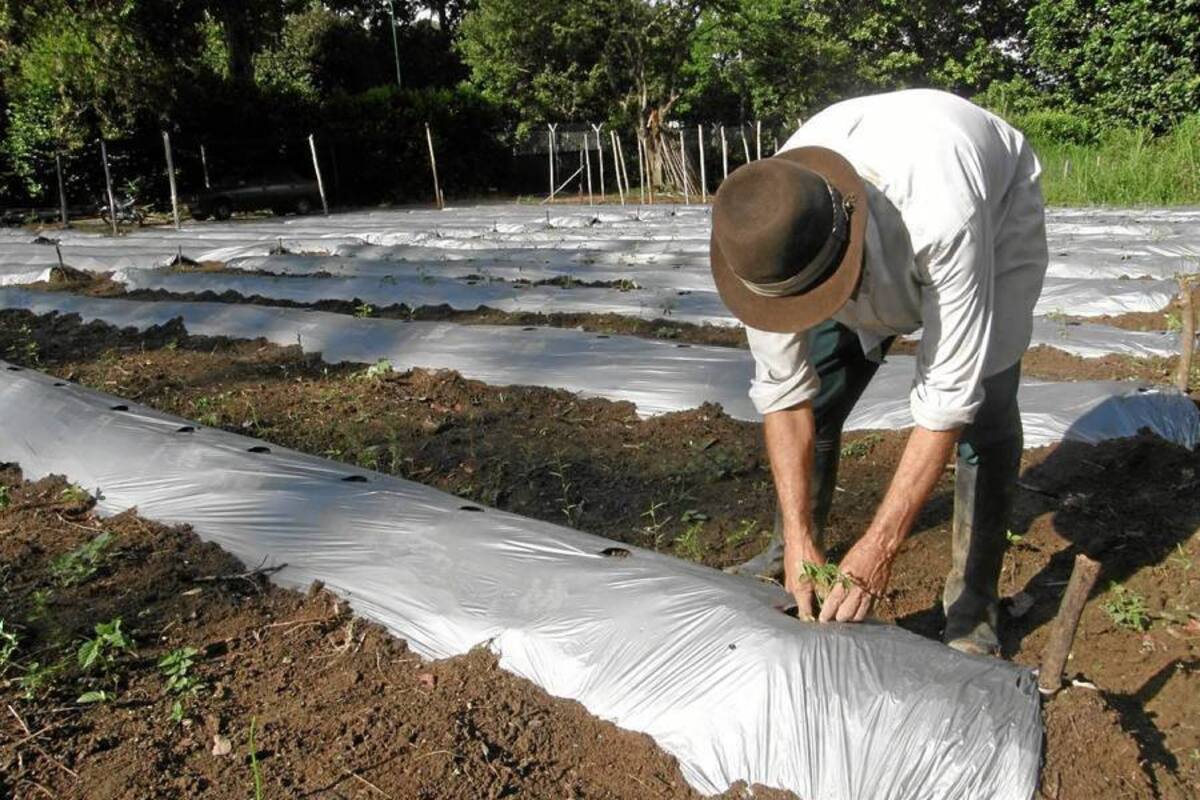 Durante los próximos cuatro años se invertirán más de $20 mil millones en el campo del Puerto Petrolero. (Foto: Archivo/VANGUARDIA LIBERAL)