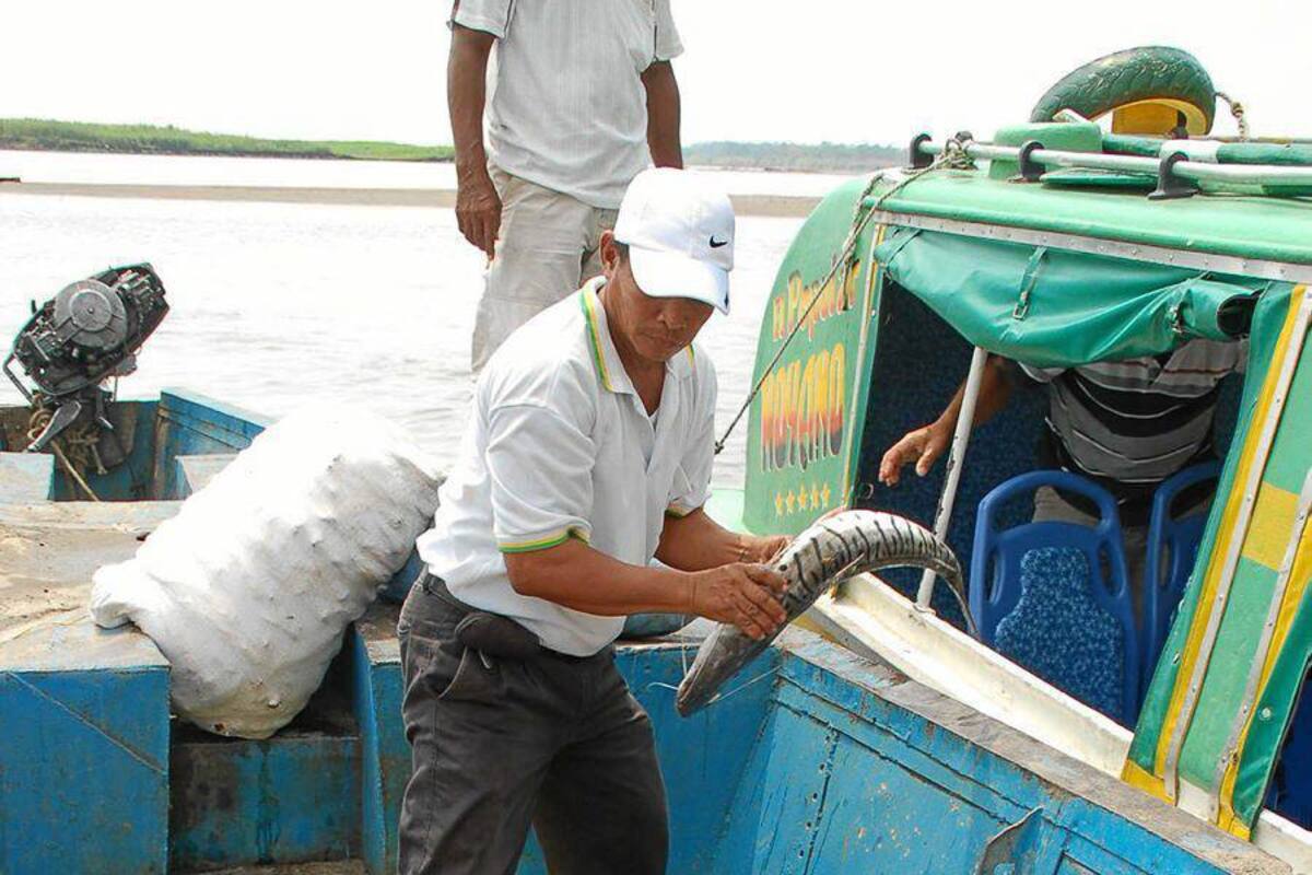 Alrededor de 400 pescadores serán capacitados para que mejoren las prácticas de manipulación de pescado obtenido de forma artesanal. (Foto: Archivo/VANGUARDIA LIBERAL)
