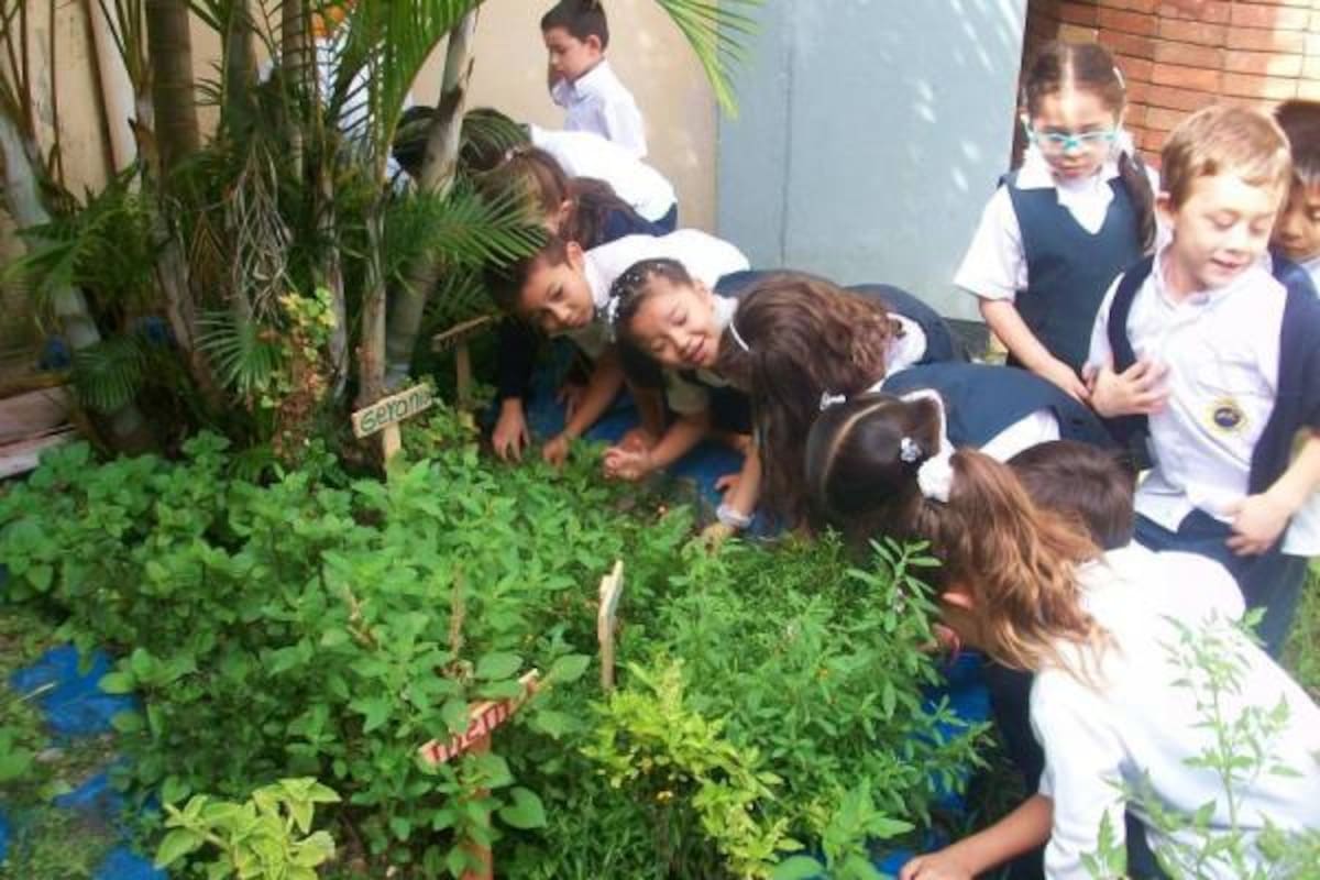 En todo un disfrute, se convierten las prácticas que realizan los estudiantes de transición del Colegio de la Presentación, viendo crecer las plantas por ellos cuidadas en las huertas caseras dentro de la institución.(Foto: Luis Fernando Martínez V. /VANGUARDIA LIBERAL)