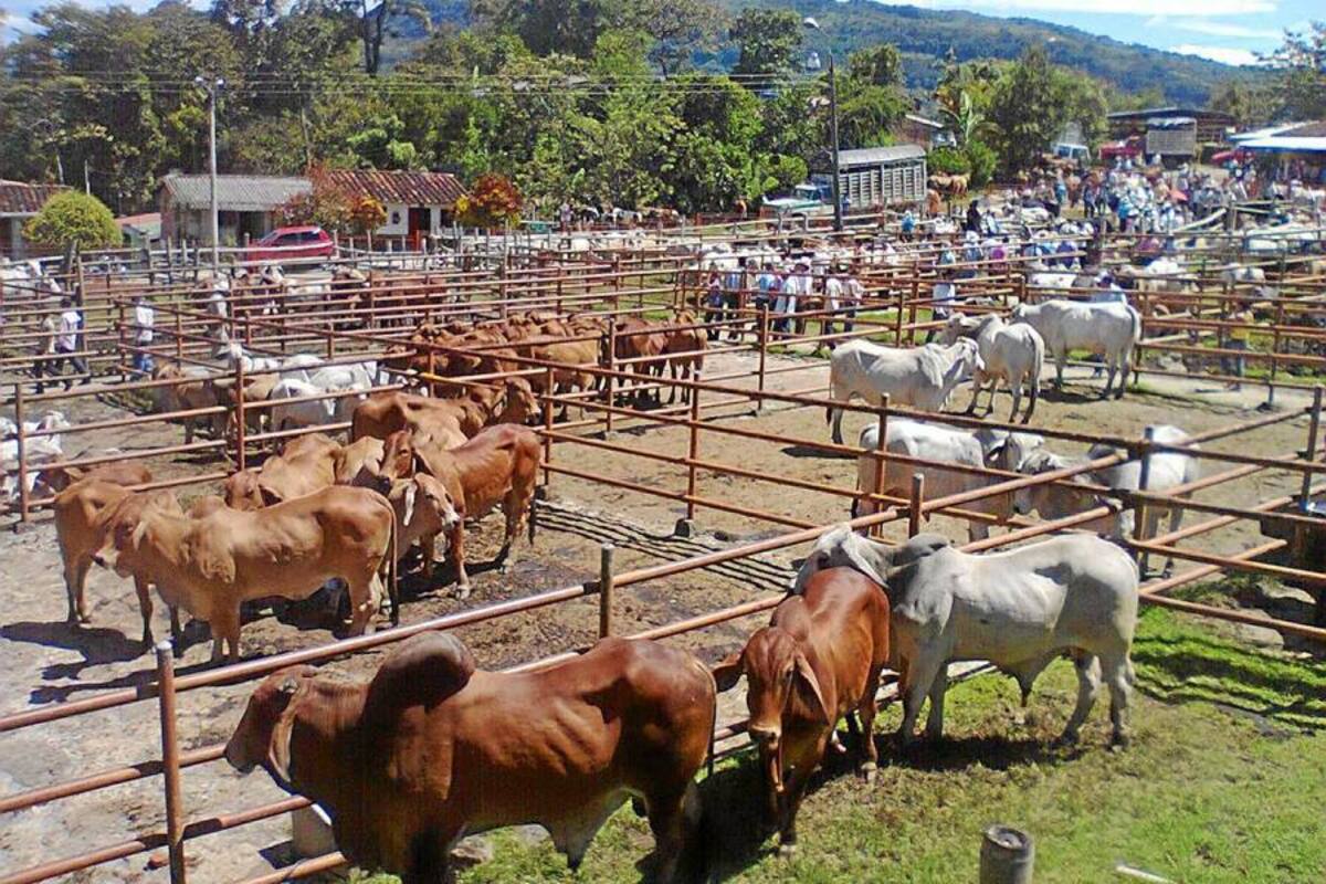 La ganadería colombiana no le teme a los acuerdos comerciales, pero sí a la falta de herramientas para competir. (Foto: Archivo/VANGUARDIA LIBERAL)