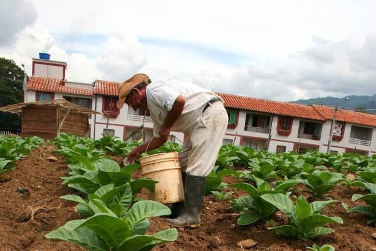 Los cultivadores de tabaco en Piedecuesta se mostraron preocupados por la pérdida de la cosecha en los caneyes, como consecuencia de la ola invernal.(Foto: Archivo/ VANGUARDIA LIBERAL)