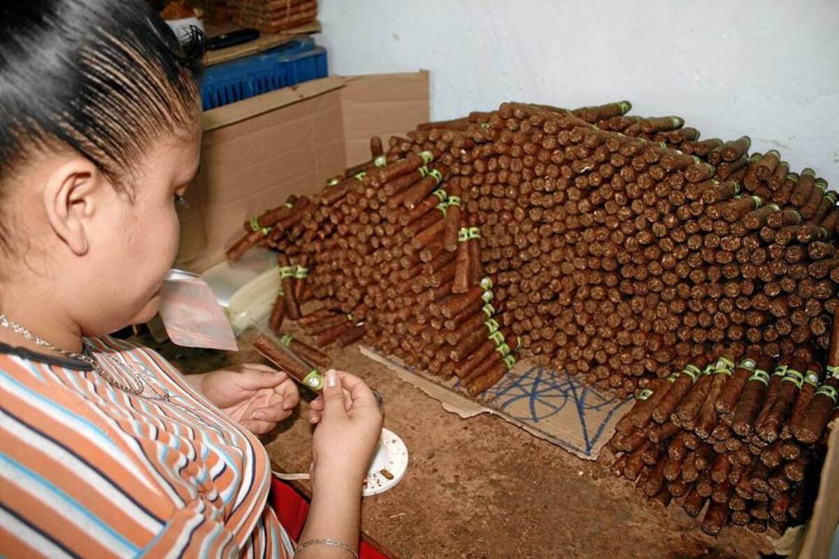 El gremio tabacalero en Piedecuesta cuenta ahora con el Fondo Municipal del Tabaco, el cual se convierte en una alternativa para promover proyectos productivos y desarrollo en éste renglón de la economía. (Foto: Archivo/ VANGUARDIA LIBERAL )