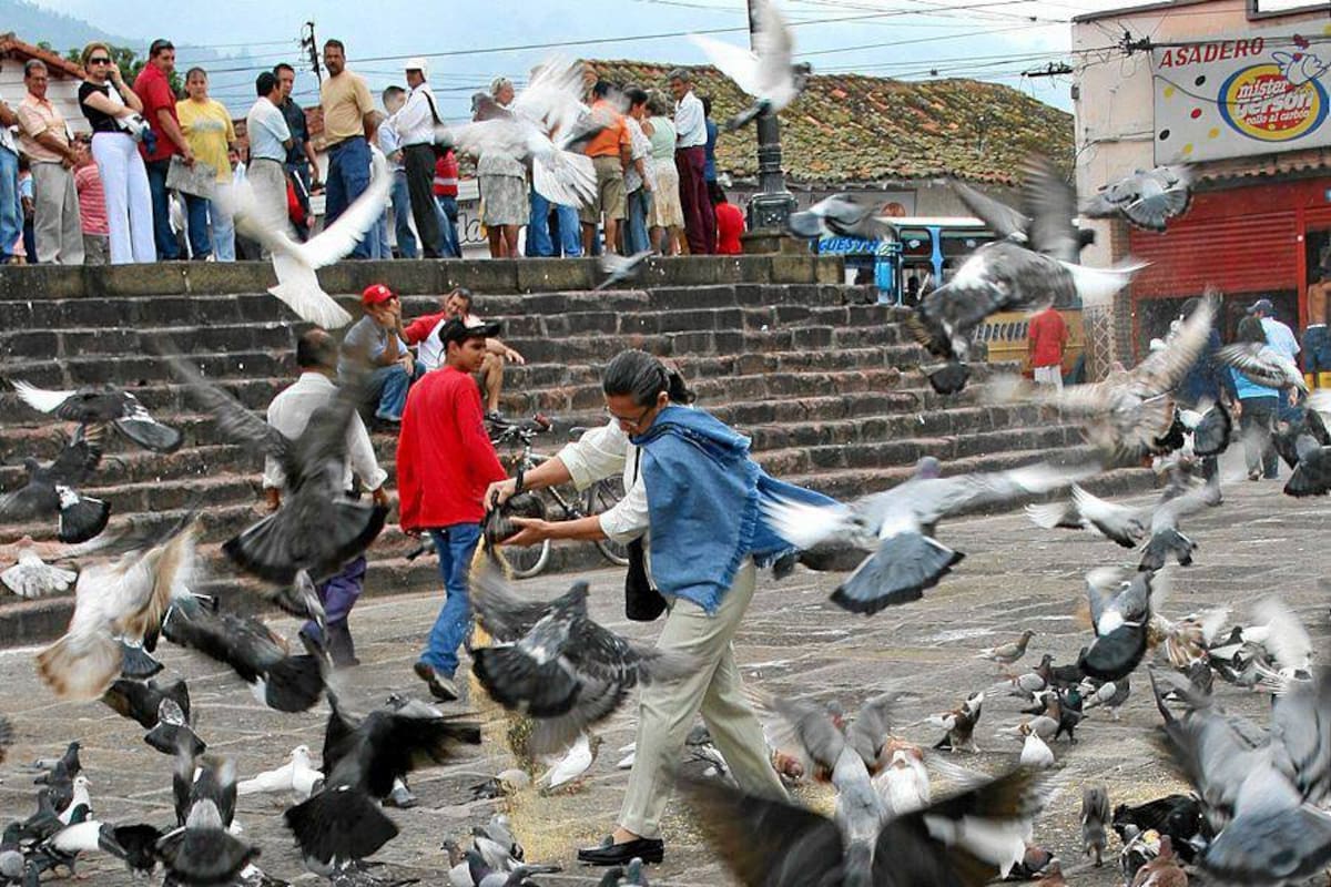 Defensores de las especies animales solicitan del Gobierno iniciar un plan de control ambiental a la sobrepoblación de palomas en Piedecuesta. (Foto: Mauricio Betancourt/VANGUARDIA LIBERAL )