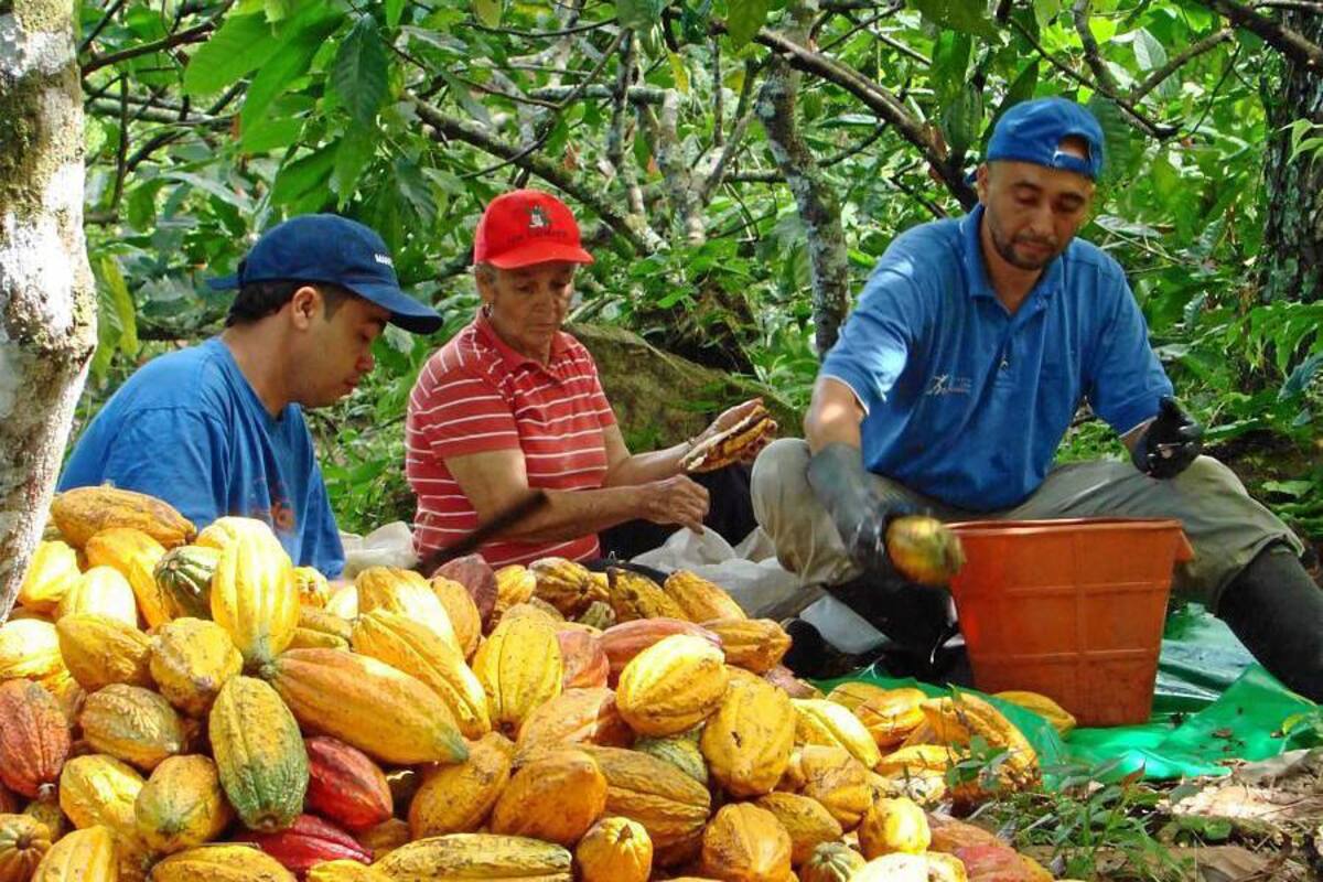 Los productores de cacao en San Vicente de Chucurí se concentrarán desde las 8:00 a.m. en el parque principal del municipio. (Foto: Archivo/VANUARDIA LIBERAL)