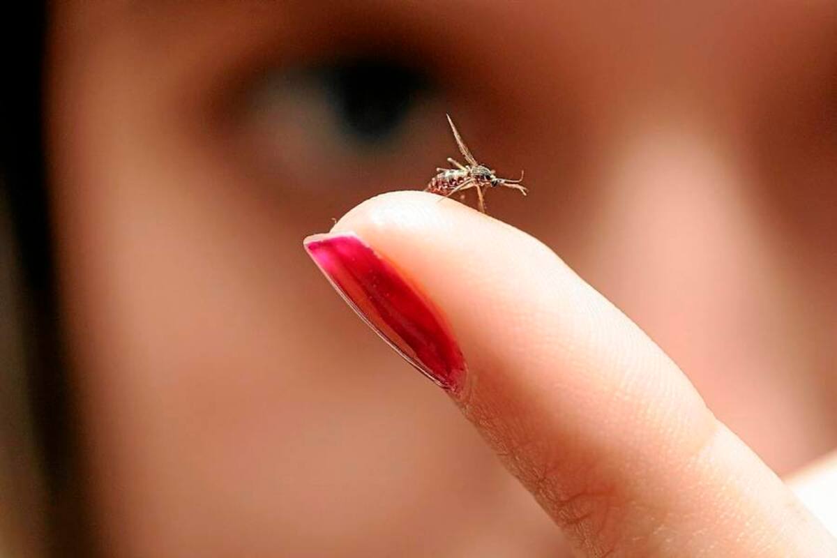 Los casos de dengue siguen en aumento
