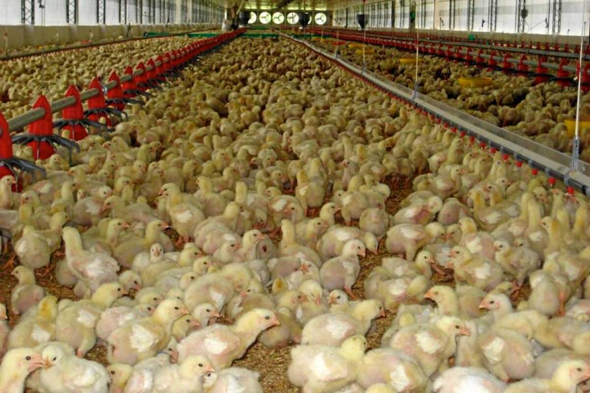 Pollo fresco, gran ventaja frente al importado de EU
