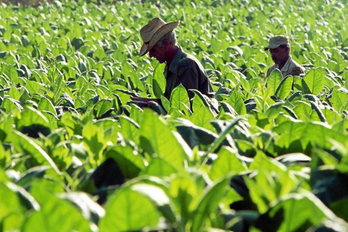 Para el Minagricultura, los baldíos robados a la Nación suman un millón de hectáreas. (Foto: Archivo/VANGUARDIA LIBERAL)