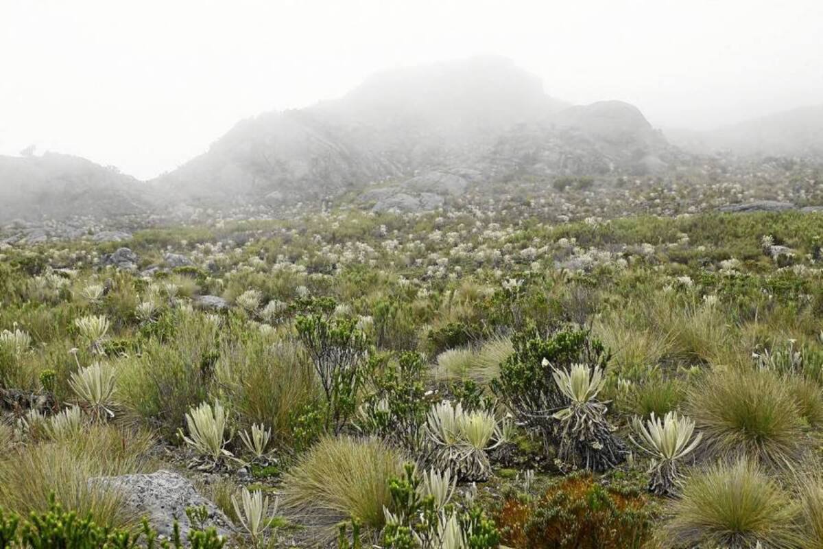 De acuerdo con el atlas de páramo del Instituto Alexander von Humboldt, el páramo que se encuentra en jurisdicción de la Cdmb tiene 21 mil 553 hectáreas. (Foto: César Flórez / VANGUARDIA LIBERAL)