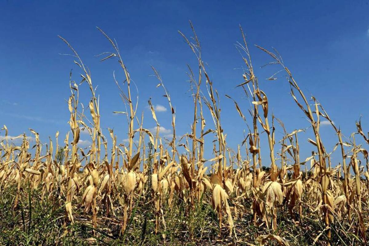 En el país se producen 6.500 millones de litros de leche y 885 mil toneladas de carne anuales. (Foto: Archivo/VANGUARDIA LIBERAL)