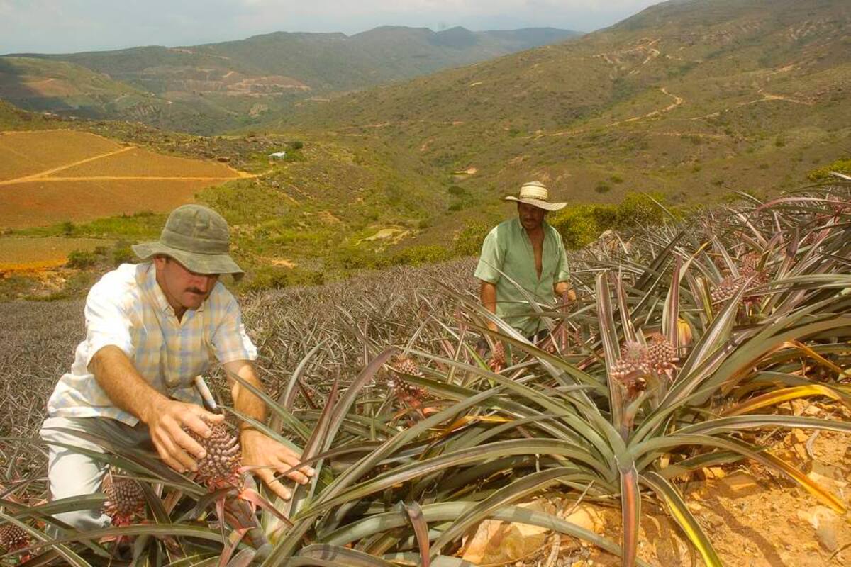 Mediante este proyecto se beneficiarán pequeños y medianos productores afectados con la ola invernal del año pasado. (Foto: Archivo/VANGUARDIA LIBERAL )