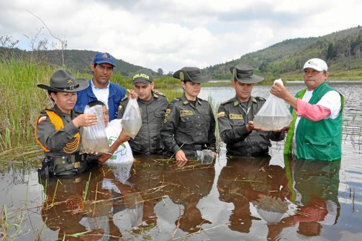 La Policía Ambiental liberó peces en el humedal El Pantano. (Foto: Suministrada/VANGUARDIA LIBERAL)