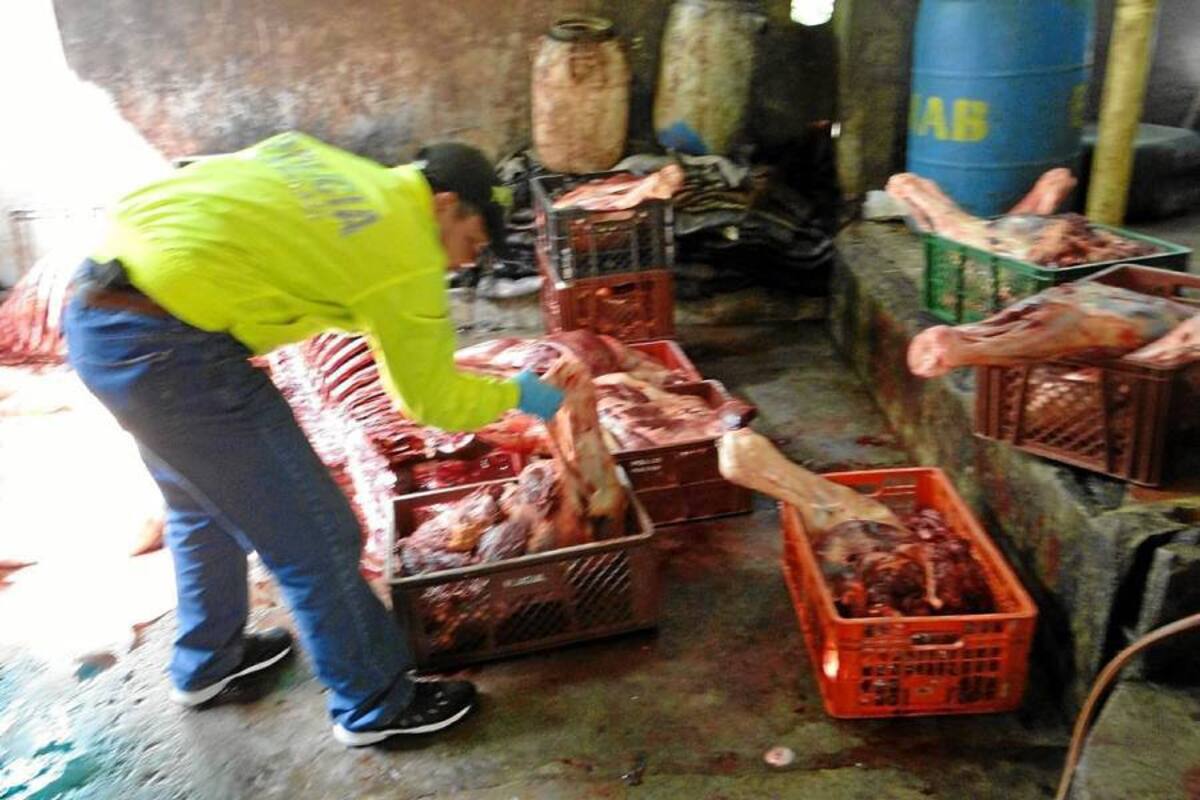 En el lugar la Policía encontró cinco caballos que habían sido sacrificados y otros cuatro que iban a correr la misma suerte. (Foto: Suministrada/VANGUARDIA LIBERAL)