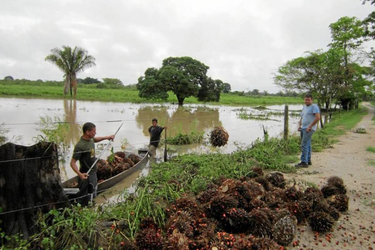 Así se encuentran algunas veredas de la zona baja de Sabana de Torres, donde actualmente hay más de 400 hectáreas inundadas. (Foto: Suministrada/VANGUARDIA LIBERAL)