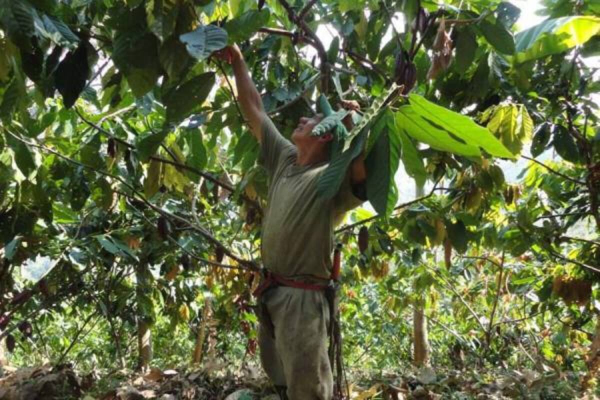 En Colombia, los granos no se han podido fermentar ni secar bien por las pocas horas de sol en esta temporada. Es decir, se afecta la calidad.(Foto: Archivo/VANGUARDIA LIBERAL )