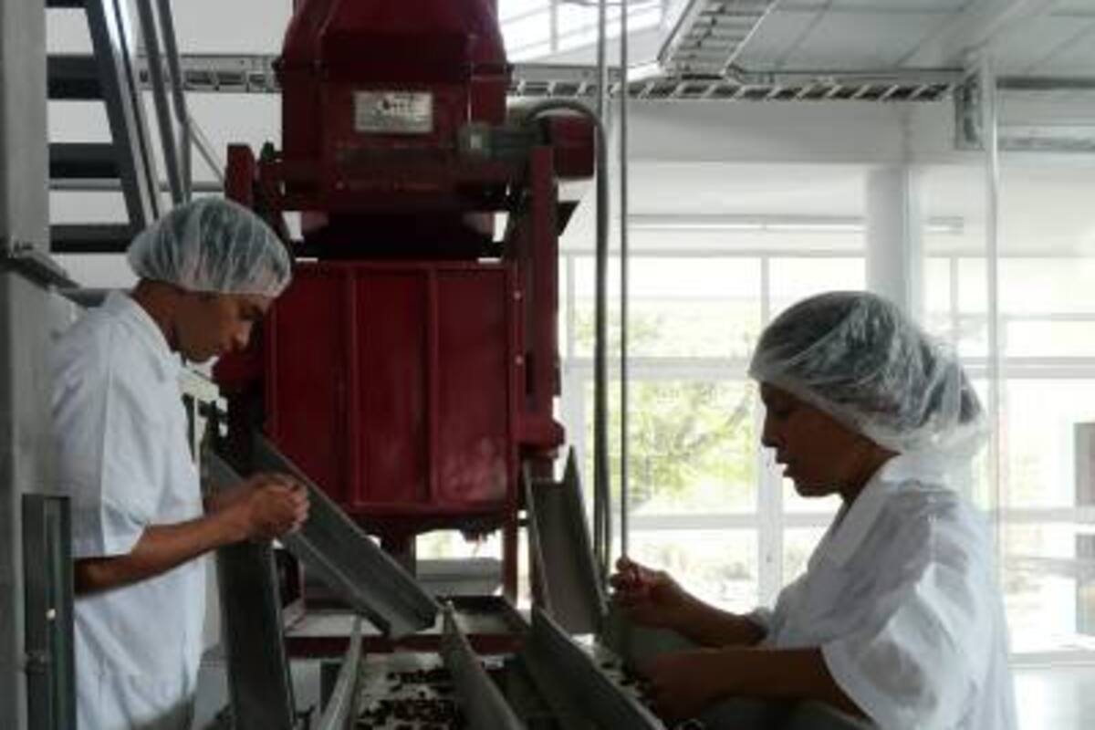 La cosecha mundial de cacao para 2011, se estima que por primera vez, rondará las 4 millones de toneladas. (Foto: Archivo/VANGUARDIA LIBERAL)