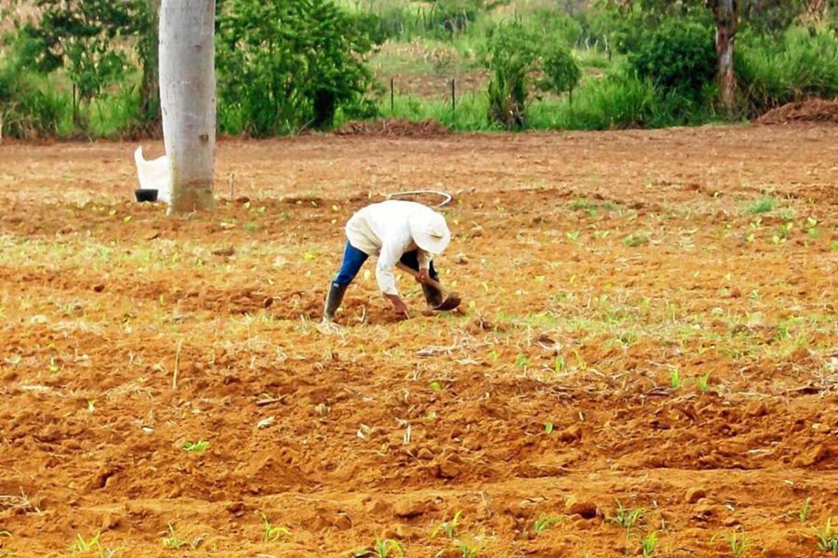Tabaco se está quedando sin quién lo trabaje