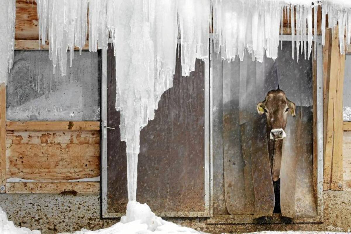Una vaca parece estar pensando si merece la pena salir del establo cerca de Davos, Suiza, donde se han reportado temperaturas bajo cero por el fuerte temporal que azota al continente europeo. (Foto: EFE / VANGUARDIA LIBERAL)