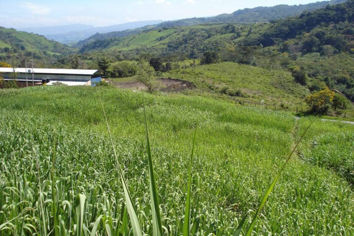 Fertilizantes, manejo de cultivo de la caña panelera, variedades así como control y vigilancia de la panela, serán los temas a tratar durante el seminario. (Foto: Suministrada /VANGUARDIA LIBERAL)
