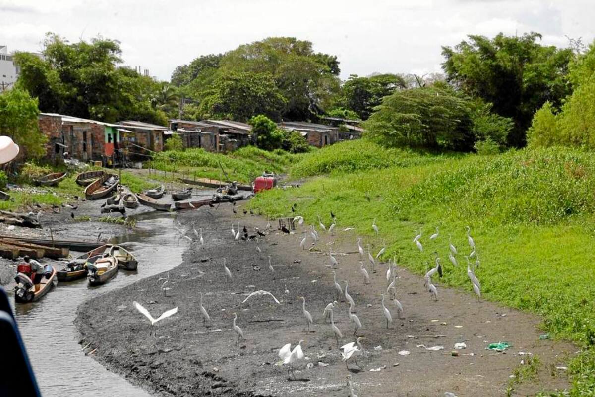 El hecho de que el río Magdalena presente niveles bajos al inicio de la temporada seca hace prever que el afluente descenderá tanto que afectará la navegabilidad en los próximos meses. (Foto: Archivo/VANGUARDIA LIBERAL)