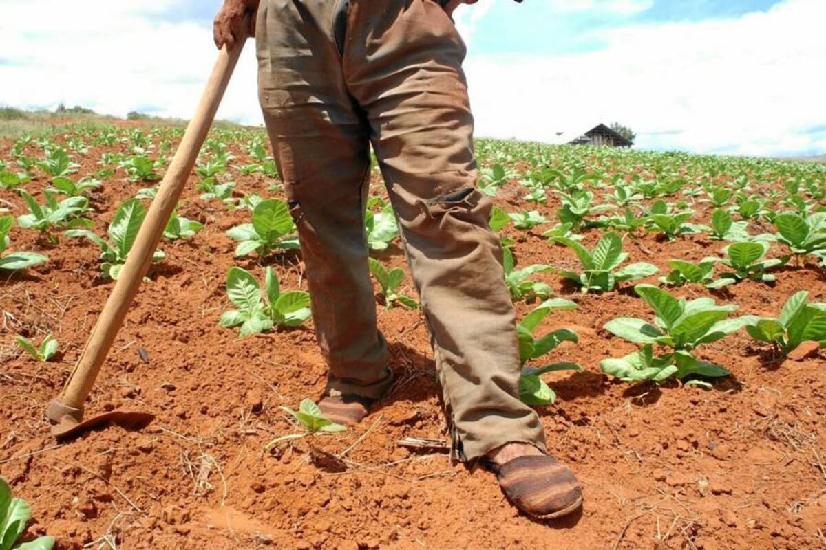 Los recursos serán asignados a través del Incentivo para la Ejecución de Proyectos Asociativos de Adecuación de Tierras. (Foto: Archivo/VANGUARDIA LIBERAL)