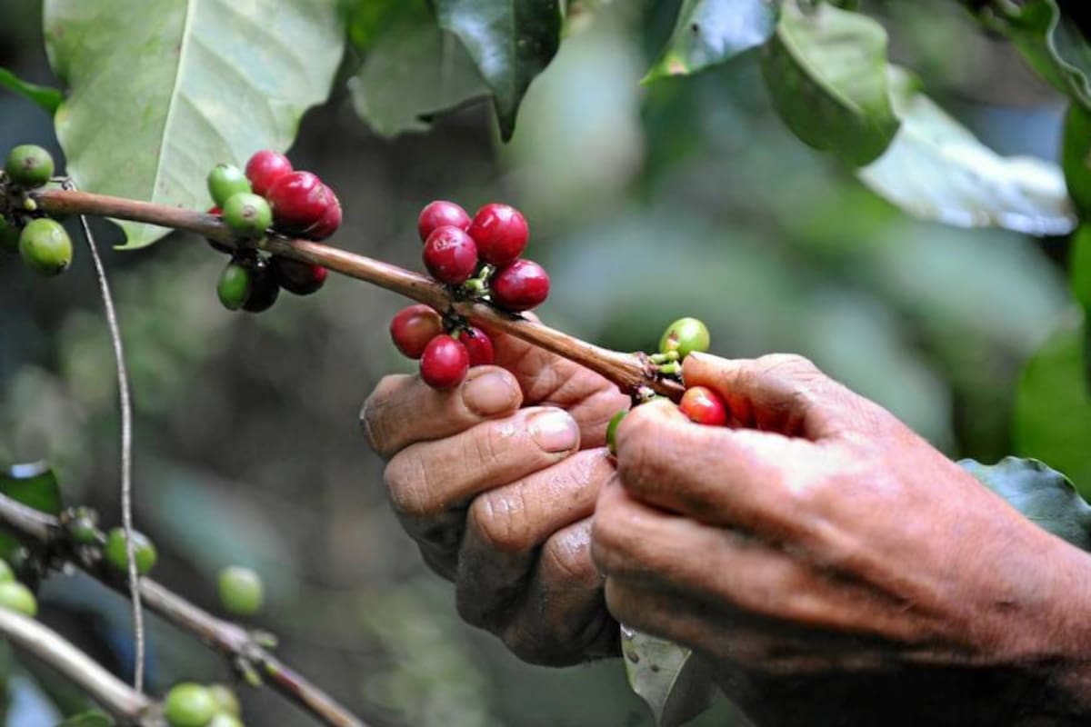 Los cafés especiales en Santander involucran 16.000 hectáreas y 7.000 caficultores. (Foto: Archivo/VANGUARDIA LIBERAL)