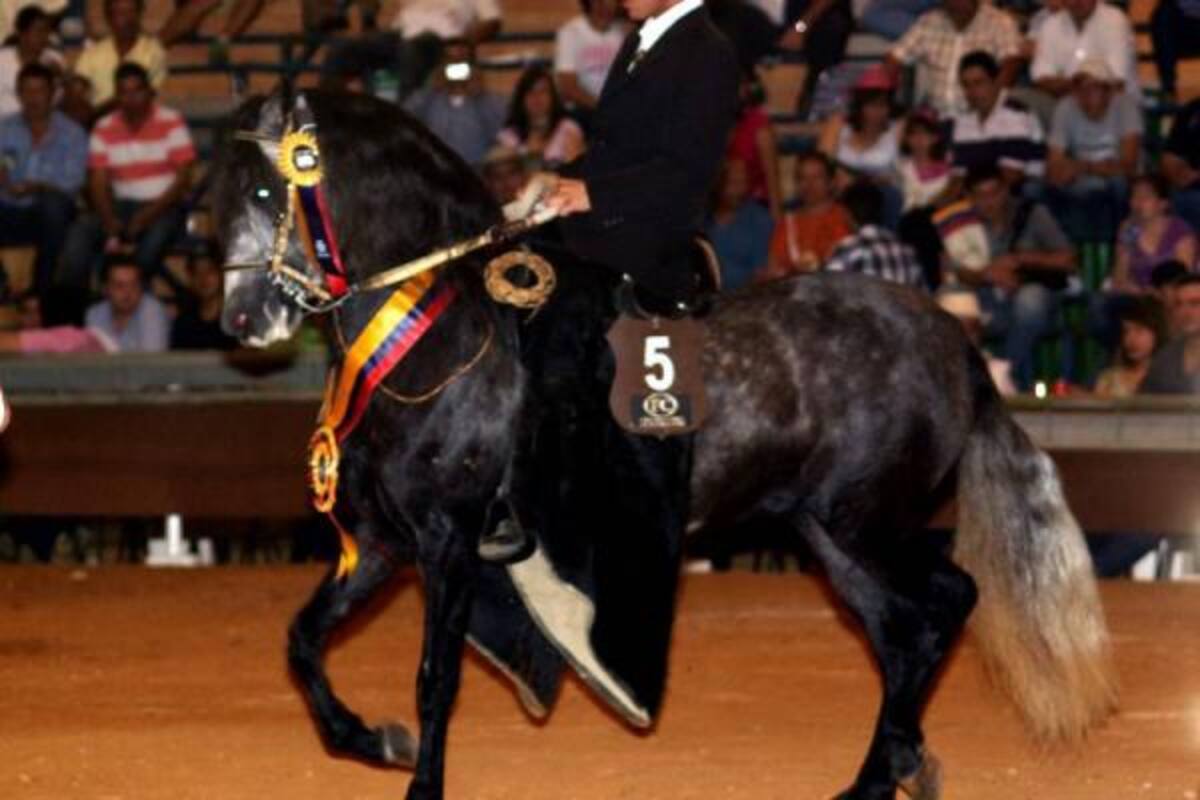 Sucesora de La Novedosa, un ejemplar del criadero Villa Manuela, en Piedecuesta, fue la Gran Campeona en la modalidad de trocha de la XXI Exposición Equina, Grado B, de Bucaramanga que terminó ayer en Cenfer.(Foto: Nelson Díaz/VANGUARDIA LIBERAL )