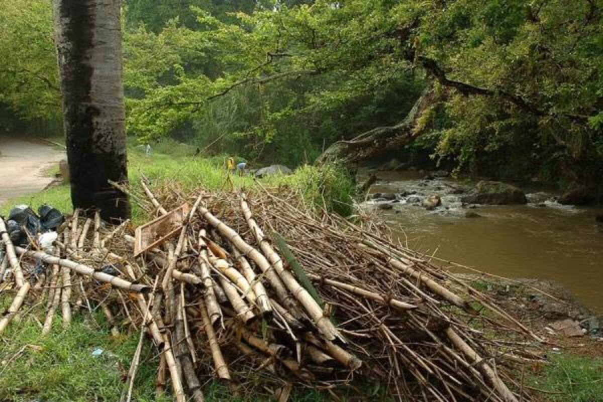 Un llamado a las autoridades ambientales hizo la Piedecuestana de Servicios a fin de que entren a controlar el tema de la deforestación a la cuenca del Río de Oro.(Foto: Archivo/VANGUARDIA LIBERAL )