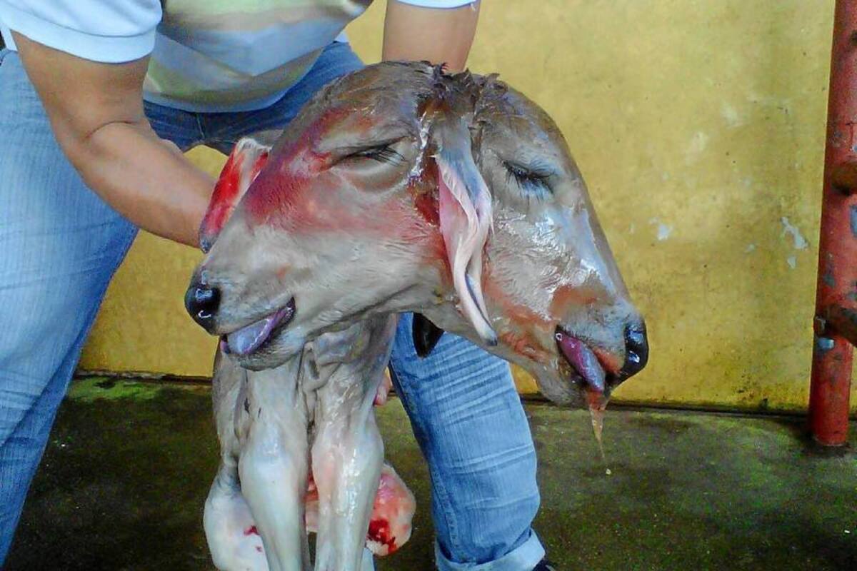 La vaca que tuvo el ternero de dos cabezas en Oiba, provenía de una hacienda ganadera del municipio de Suaita, en “El Palmito”, propiedad de Jeymy Rodríguez, aseguró el comerciante de ganado, tras mencionar que le habían dicho que la vaca había tenido ya un parto normal y había criado sin problemas un ternero. (Foto: Suministrada/VANGUARDIA LIBERAL)