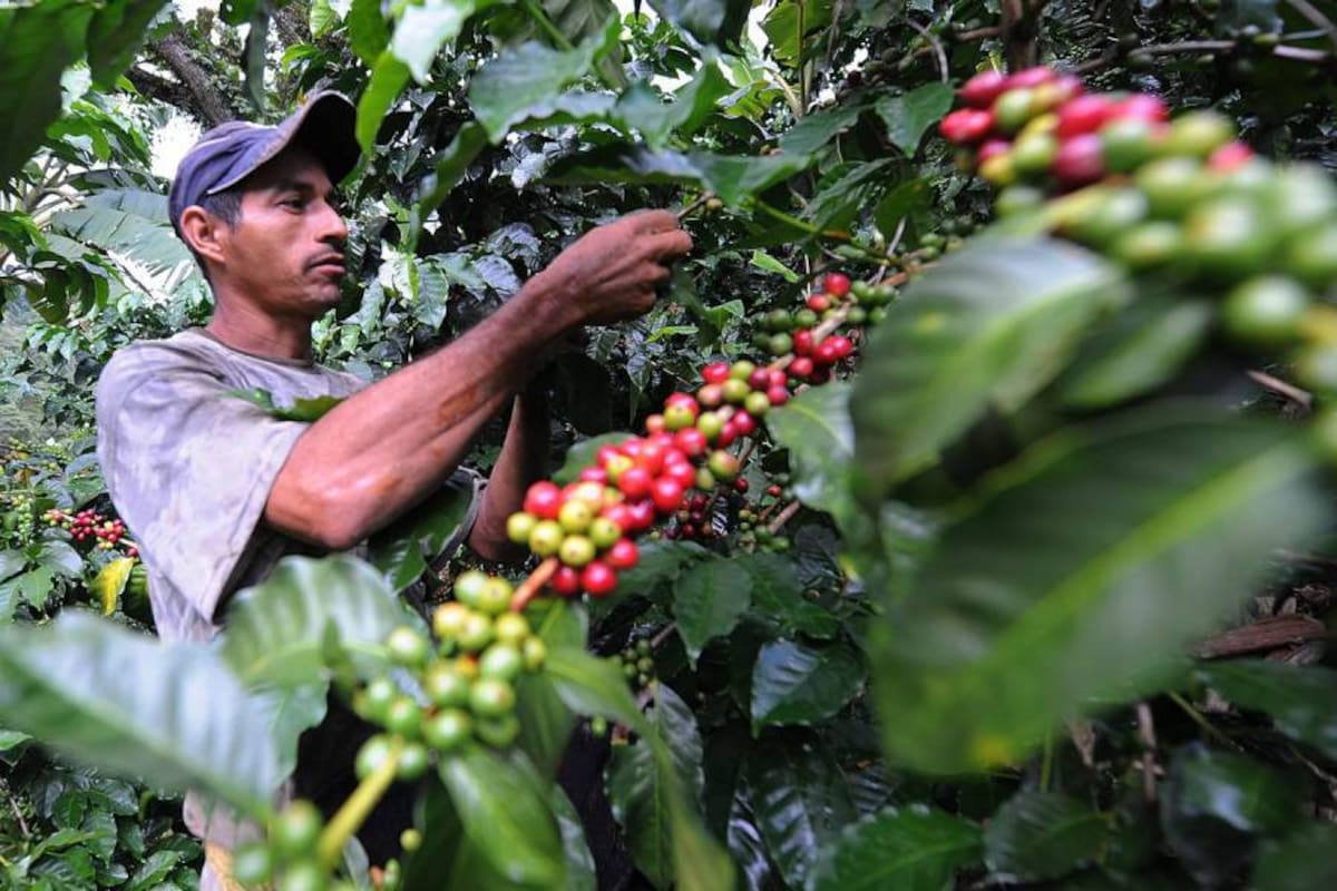 El programa de fertilizantes cuenta con $ 57 mil millones de pesos. (Foto: Archivo/VANGUARDIA LIBERAL)