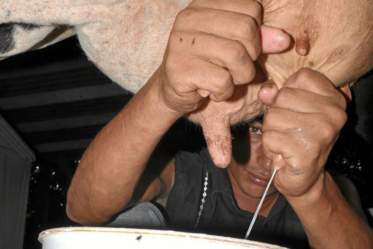 Lácteos Rovirenses pretenden llegar al mercado externo con leche verde, inocua y sin la mínima presencia de enfermedades zoonóticas. (Foto: Archivo/VANGUARDIA LIBERAL )