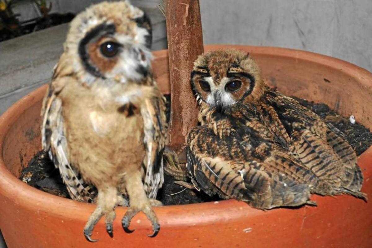 La Policía Ambiental y la Corporación Autónoma para la Defensa de la Meseta de Bucaramanga, Cdmb, se incautaron de dos animales silvestres. (Foto: Suministrada/VANGUARDIA LIBERAL)