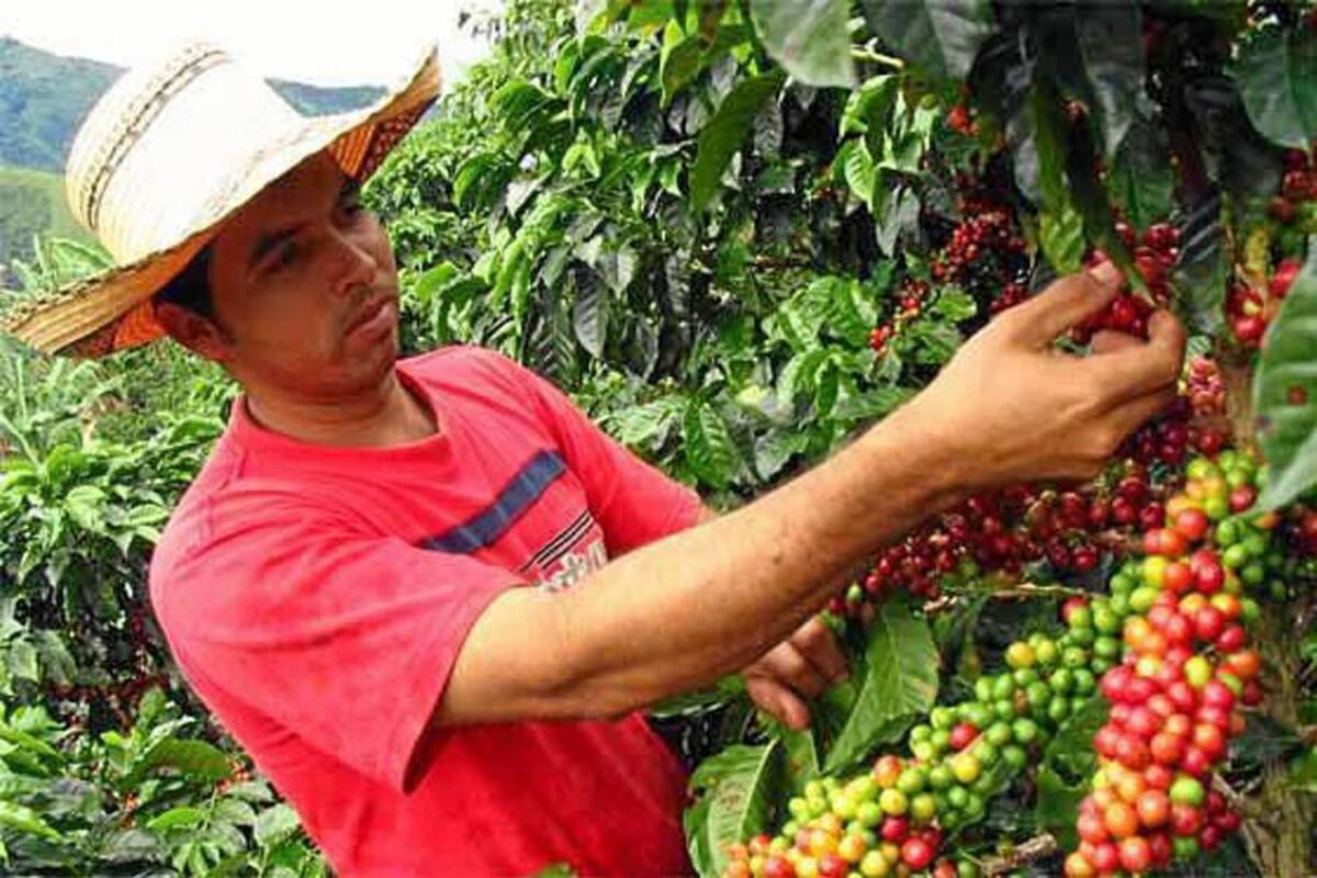 Como zonas únicas en el mundo, libres de roya fueron declarados los cafetales de Socorro, Palmas del Socorro, y otras poblaciones de la provincia de Guanentá. (Foto: Suministrada/VANGUARDIA LIBERAL)