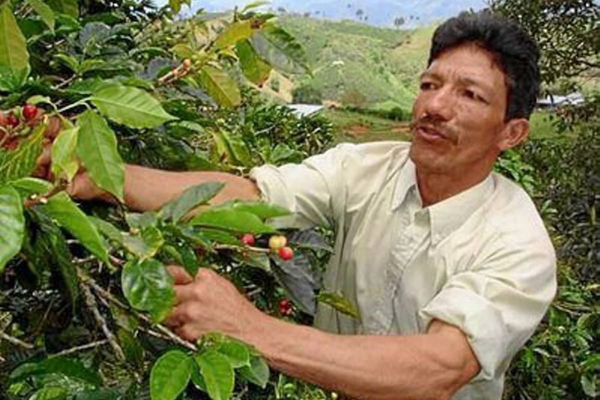 Cosecha cafetera no superaría los 8 millones de sacos