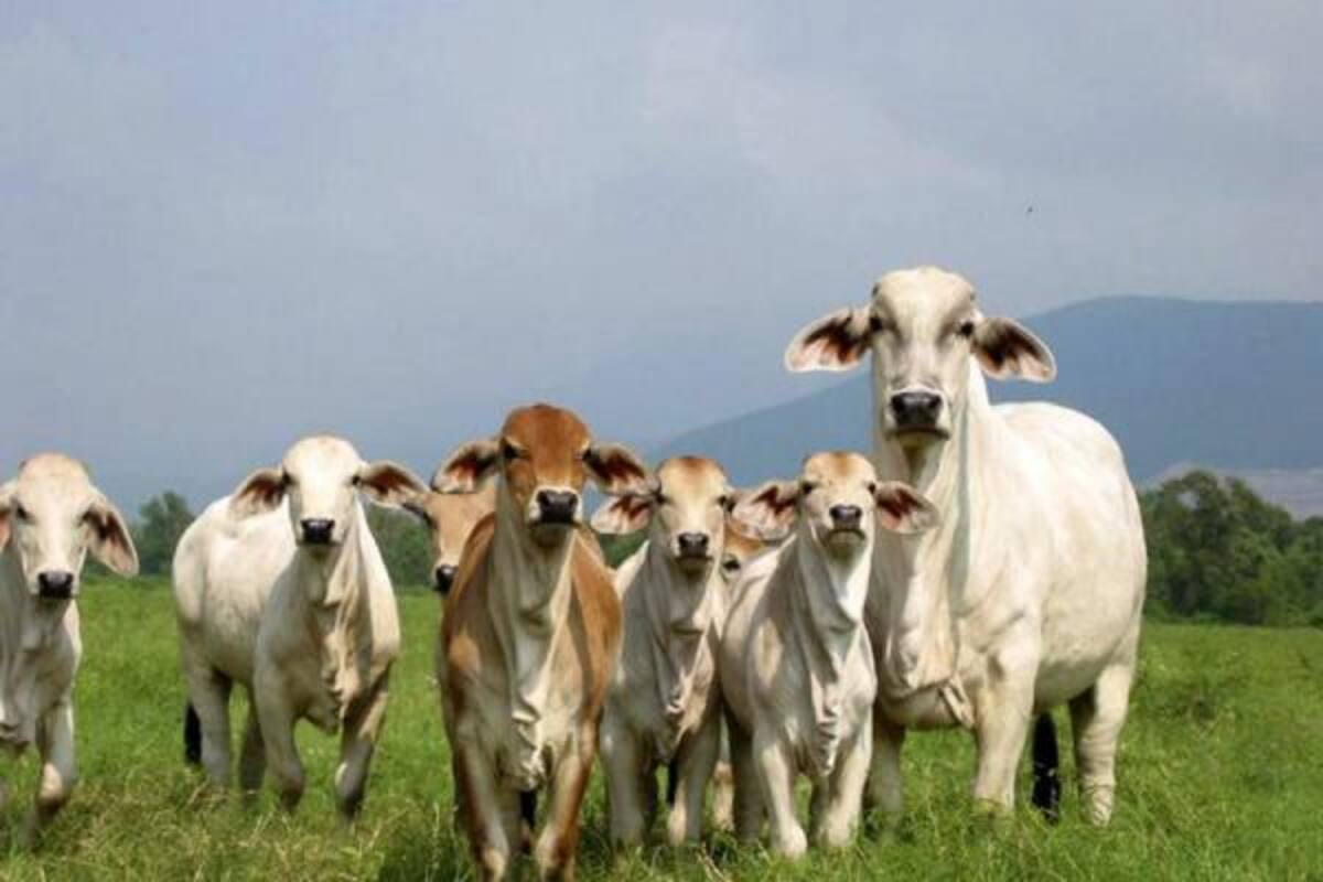 La leche y carne no se pueden sacar al mercado pues el invierno acabó las vías terciarias y secundarias. (Foto: Archivo/VANGUARDIA LIBERAL )