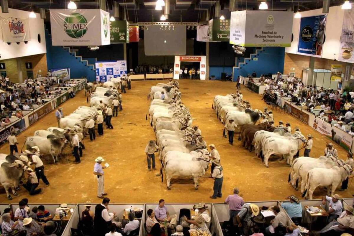 Una de las competencias más numerosas de la 64 Feria Nacional Cebú 2011 se vivió ayer en Cenfer, cuando salieron a pista los ejemplares en busca de la mejor descendencia de una misma madre por embriones. (Foto: Nelson Díaz/VANGUARDIA LIBERAL)