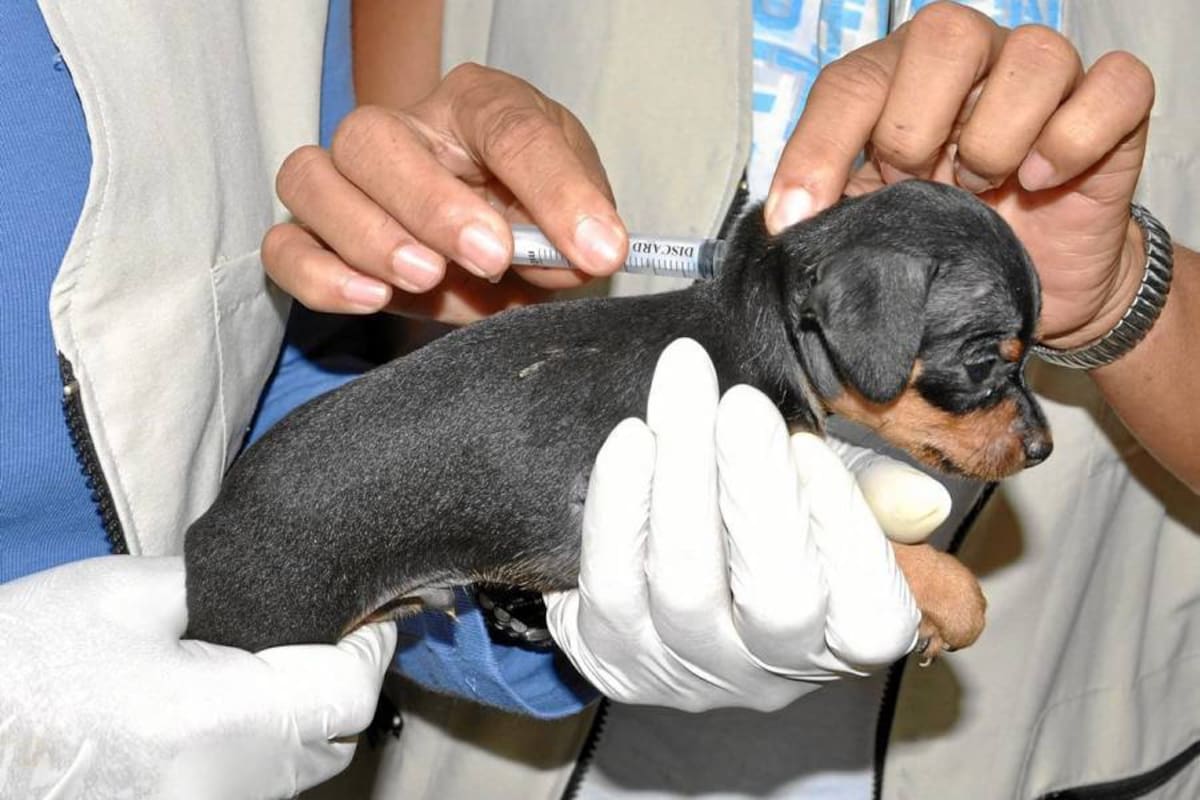 La Secretaría de Salud hará una jornada de vacunación contra la rabia para perros y gatos. (Foto: Archivo/VANGUARDIA LIBERAL)