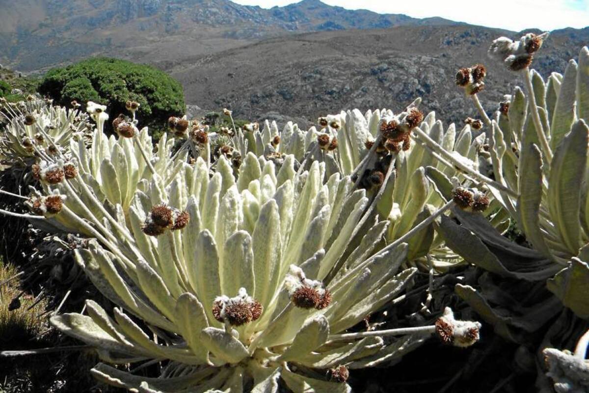 Archivo / VANGUARDIA LIBERAL En la zona de Soto Norte hay cinco multinacionales explotando y explorando oro y plata y también se desarrolla minería artesanal. No todos los proyectos están ubicados en el páramo de Santurbán. (Foto: Archivo / VANGUARDIA LIBERAL)