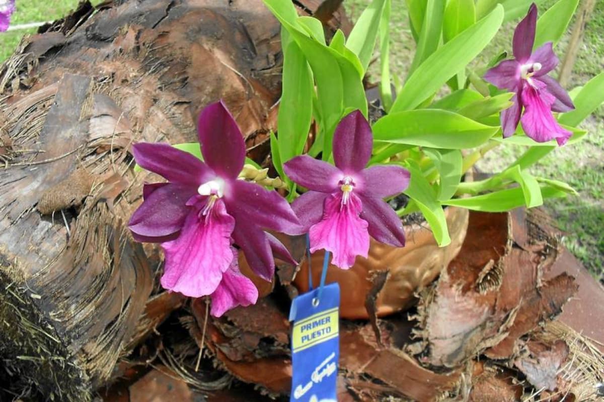 Disfrute del fascinante mundo de las orquídeas