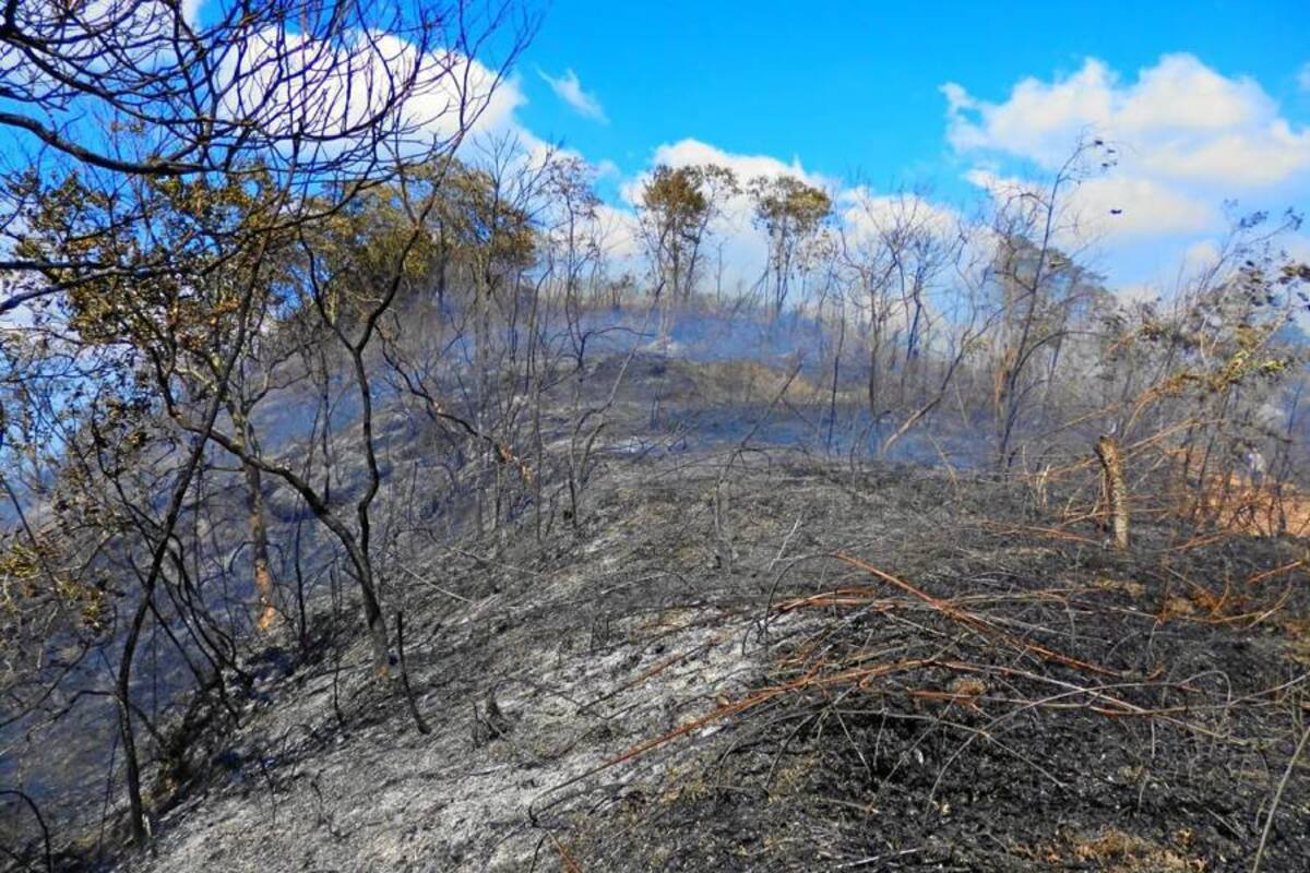 Así quedaron varias hectáreas de bosque de la vereda Alto de Chochos, por un incendio forestal el sábado en la tarde, donde afortunadamente ninguna persona salió lastimada. Hasta las 5:30 de la tarde el Cuerpo de Bomberos debió permanecer en el área para extinguir la última llama que quedaba. (Foto: Suministrada /VANGUARDIA LIBERAL)