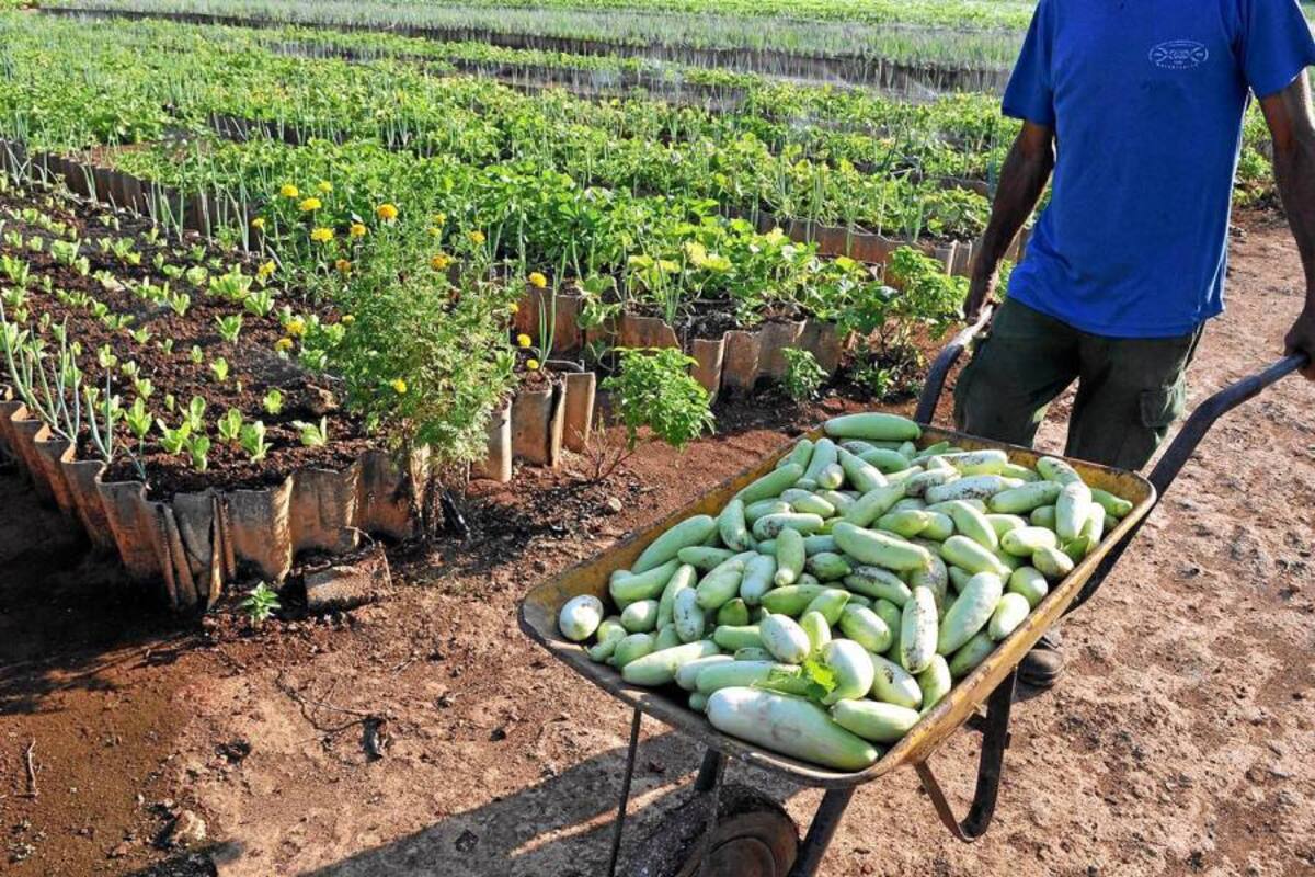 El buen comportamiento del agro depende del clima y la producción cafetera. (Foto: Archivo/VANGUARDIA LIBERAL )