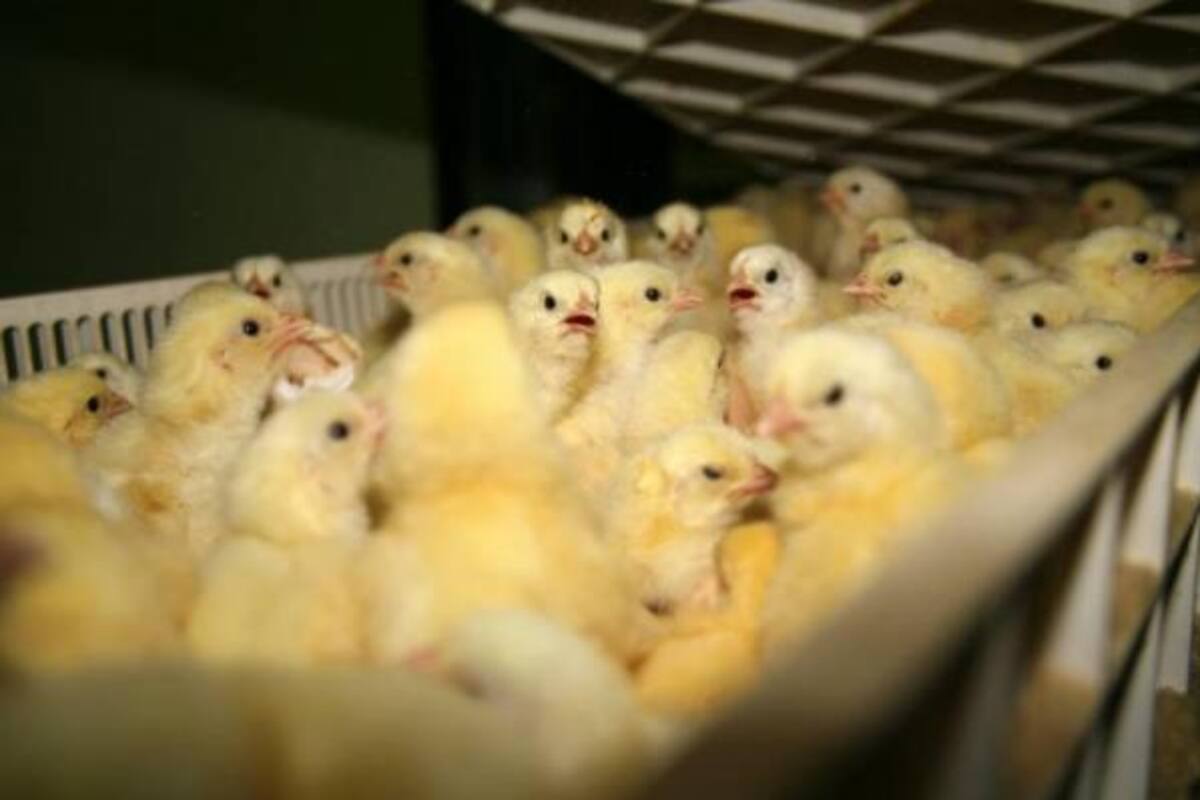 Venezuela quiere crear empresas mixtas agropecuarias en especial las dedicadas a la producción avícola. (Foto: Archivo/VANGUARDIA LIBERAL )