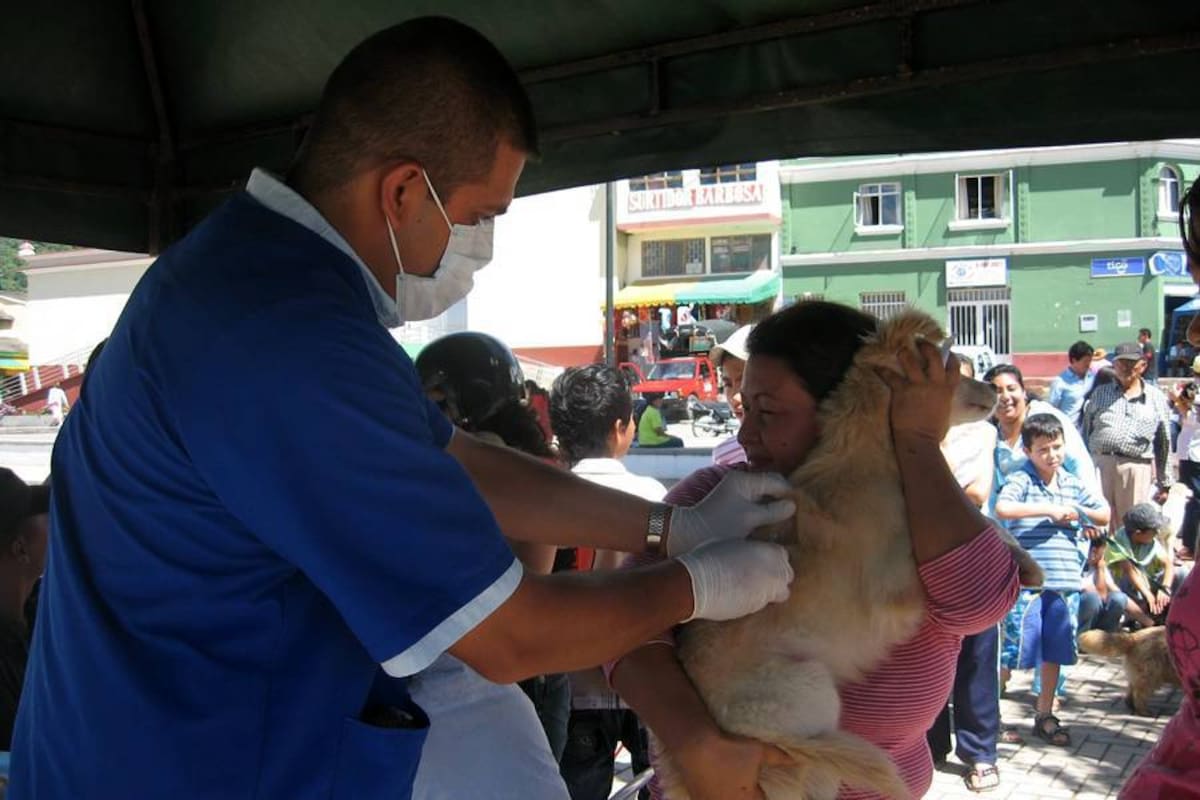 La administración municipal invita a la comunidad propietaria de perros o gatos, llevarlos a la secretaria de medio ambiente para aplicarles la vacuna antirrábica. (Foto: Archivo /VANGUARDIA LIBERAL)