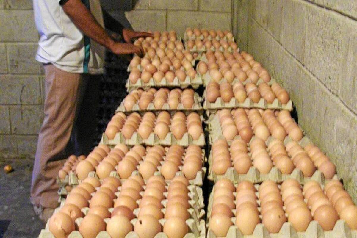 Huevo “pipo” no va más al mercado de Santander