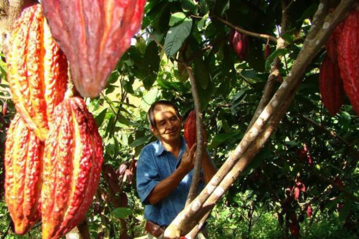 El exceso de lluvias tumbó la floración en las plantaciones cacaoteras.(Foto: Archivo/VANGUARDIA LIBERAL)