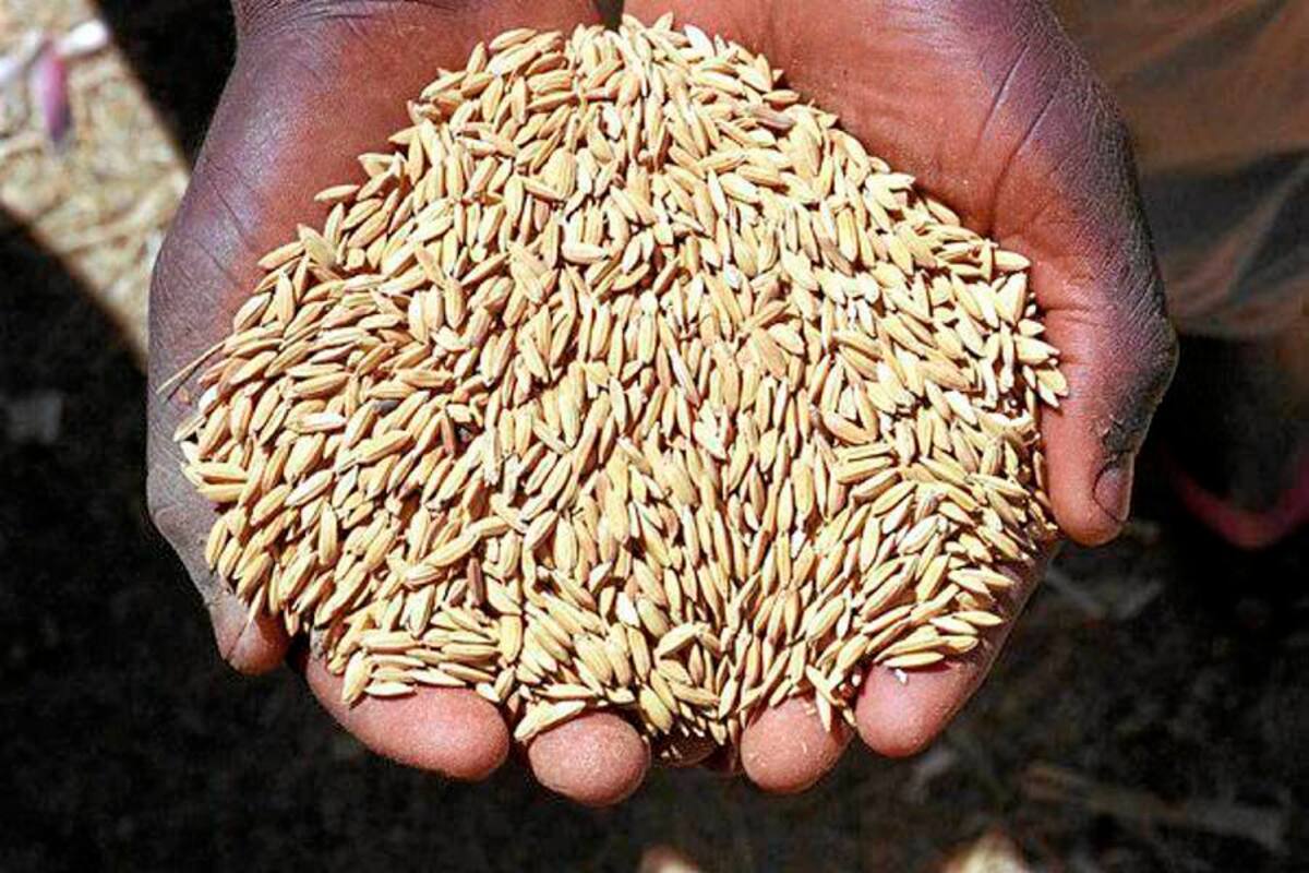 Con recursos del Fondo Parafiscal Cerealista, se apoyará la formalización y organización de pequeños productores maiceros. (Foto: Archivo/VANGUARDIA LIBERAL)