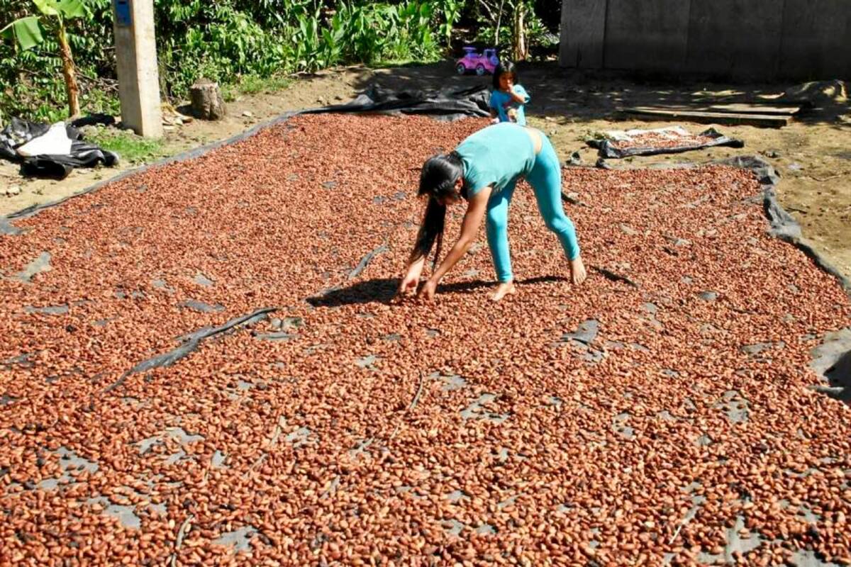 Con una concentración pacífica, los cacaoteros quieren volver a llamar la atención sobre su grave situación económica. (Foto: Archivo/VANGUARDIA LIBERAL)