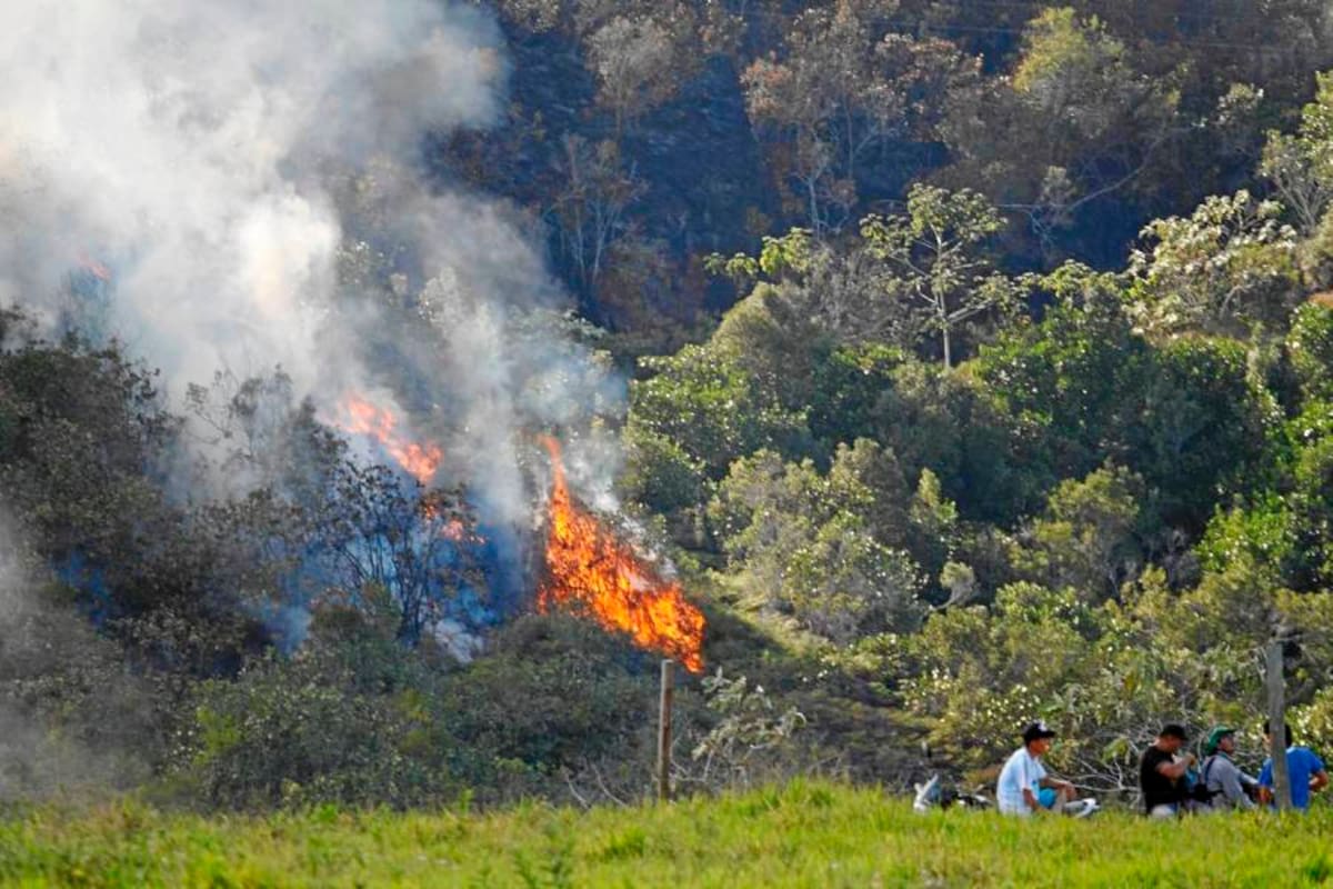 De acuerdo con la información suministrada, la Cdmb adelanta la formulación de varios proyectos que permitan la reforestación inmediata de 190 hectáreas en humedal El Pantano. (Foto: Nelson Díaz/VANGUARDIA LIBERAL )