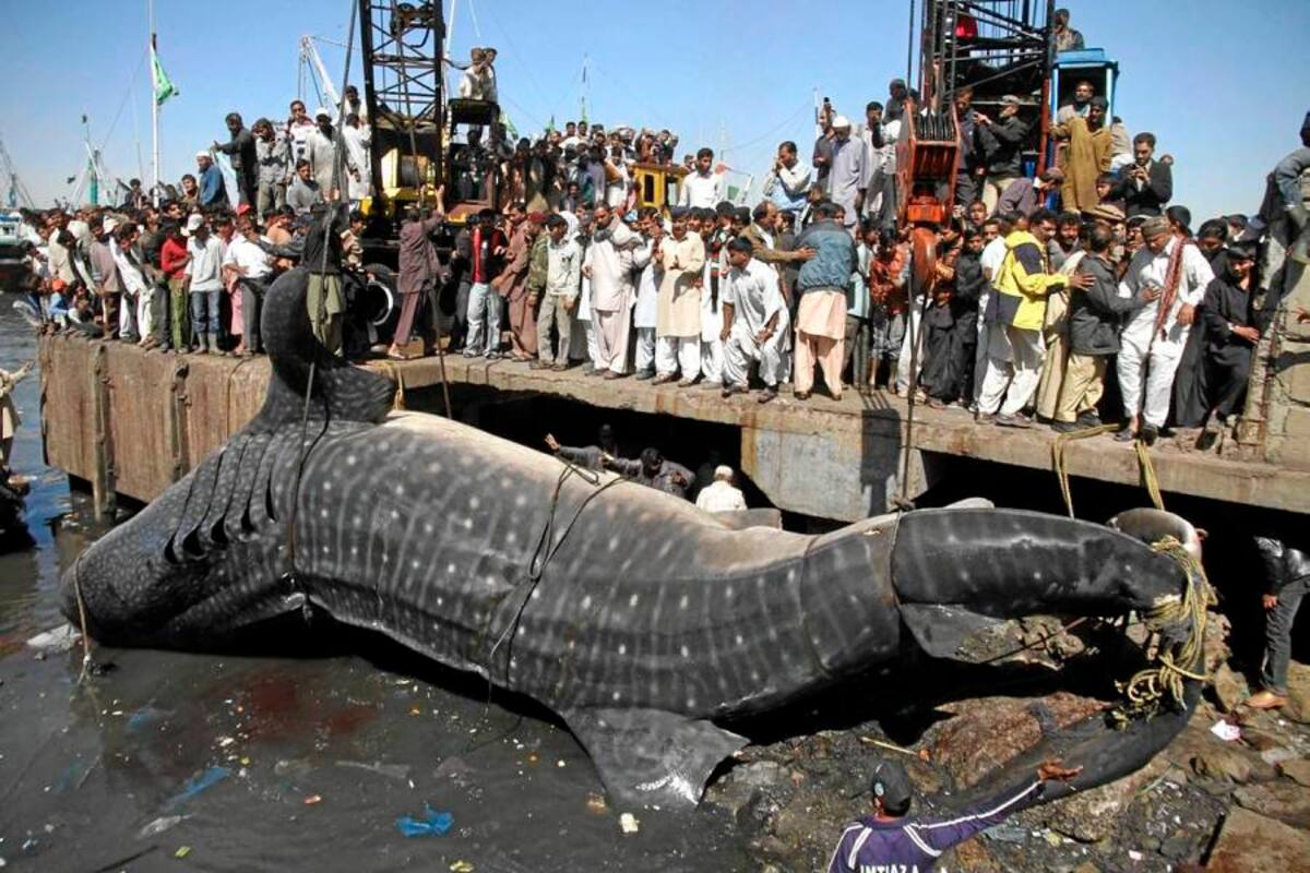 Dos grúas intentan retirar el cuerpo de un tiburón que fue encontrado sin vida en el muelle de Karachi. (Foto: EFE / VANGUARDIA LIBERAL)