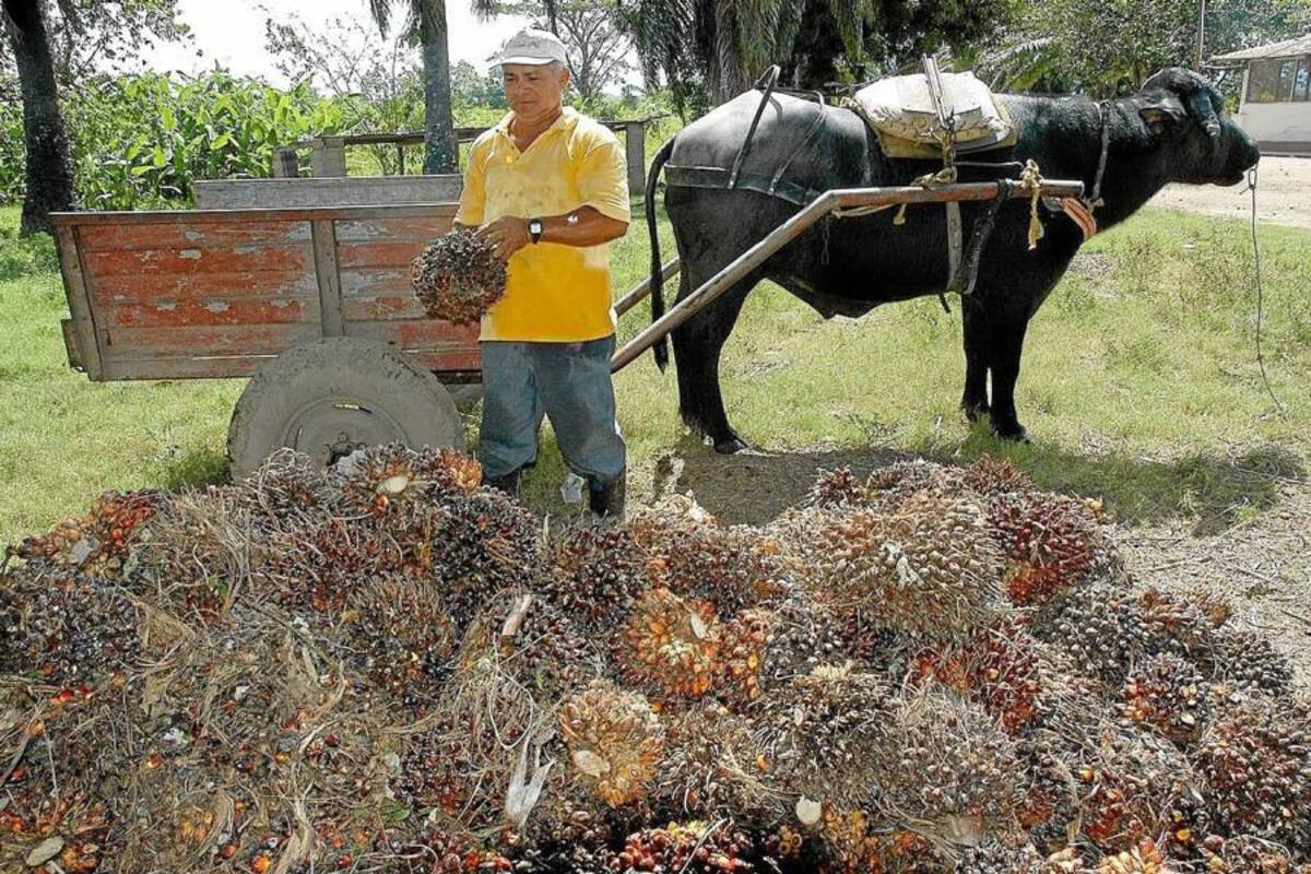 Los palmeros estiman que en las sanciones impuestas a la palmera de Puerto Wilches, 4 CTAs y una empresa temporal hay desconocimiento del funcionamiento de las mismas. (Foto: Archivo/VANGUARDIA LIBERAL)