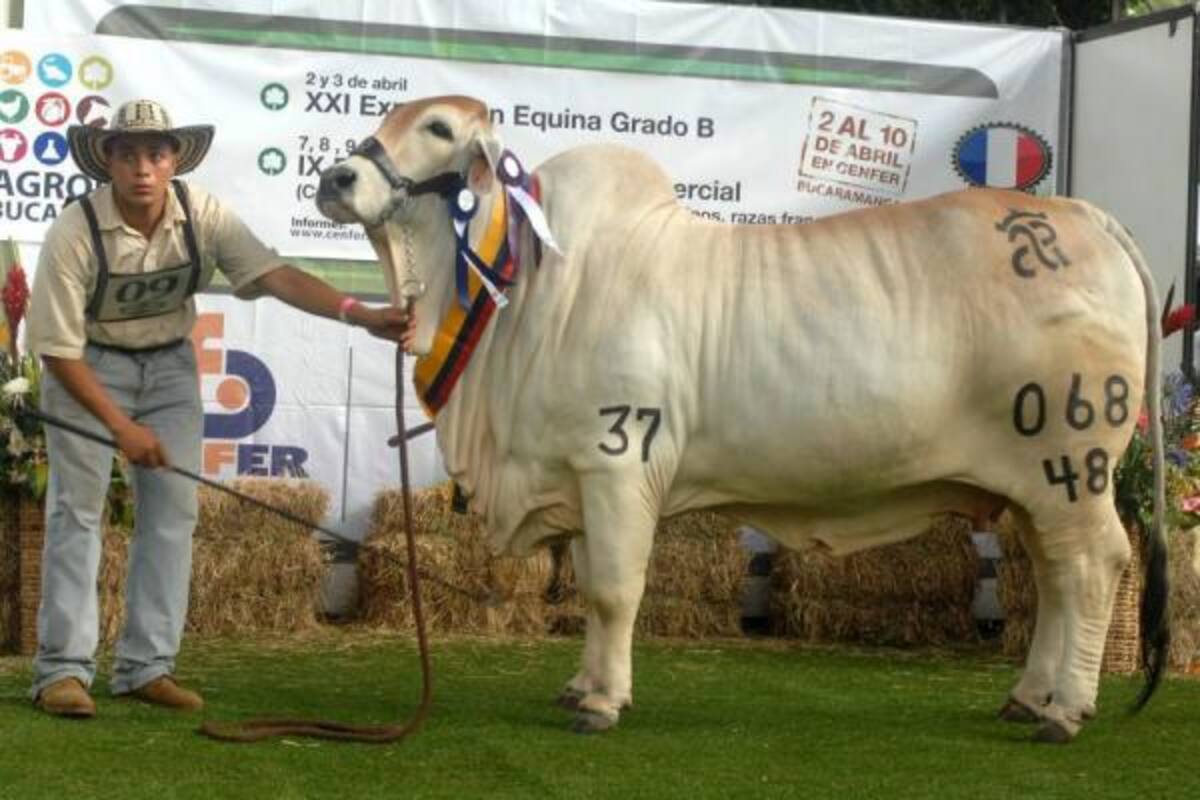 BG Bonga MR 068/48 fue la Gran Campeona de la raza Brahman de Agroferia 2011, que se realiza en Cenfer.(Foto: Jaime del Río/VANGUARDIA LIBERAL)